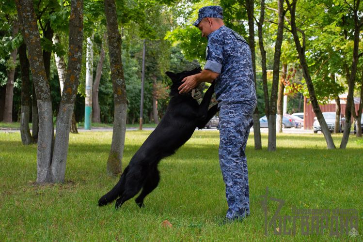 В Пензе кинологи Росгвардии поделились секретами подготовки служебных собак