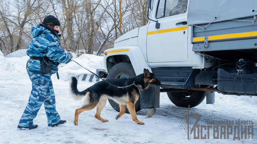 В Пензе прошли сборы кинологических служб правоохранительных ведомств 