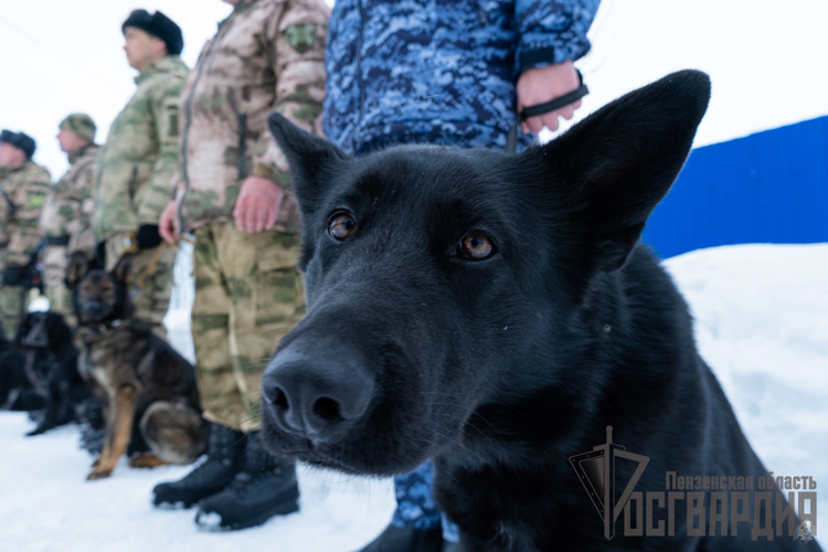 В Пензе прошли сборы кинологических служб правоохранительных ведомств 