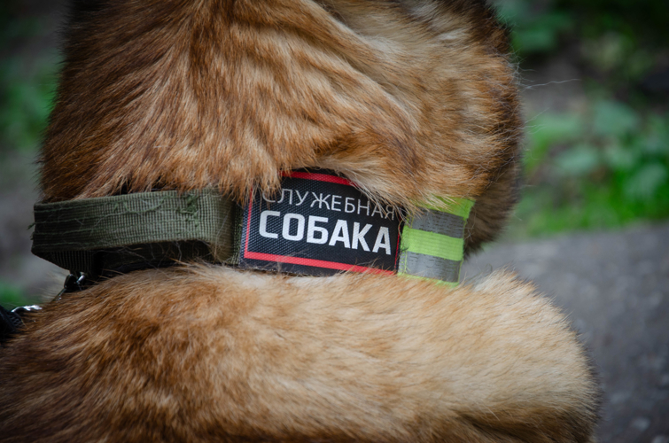 Военный кинолог Росгвардии и его собака Кайра станут героями свежего выпуска «Пензенской правды»